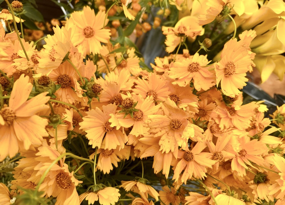 夏木マリ（マリーね） on X: 