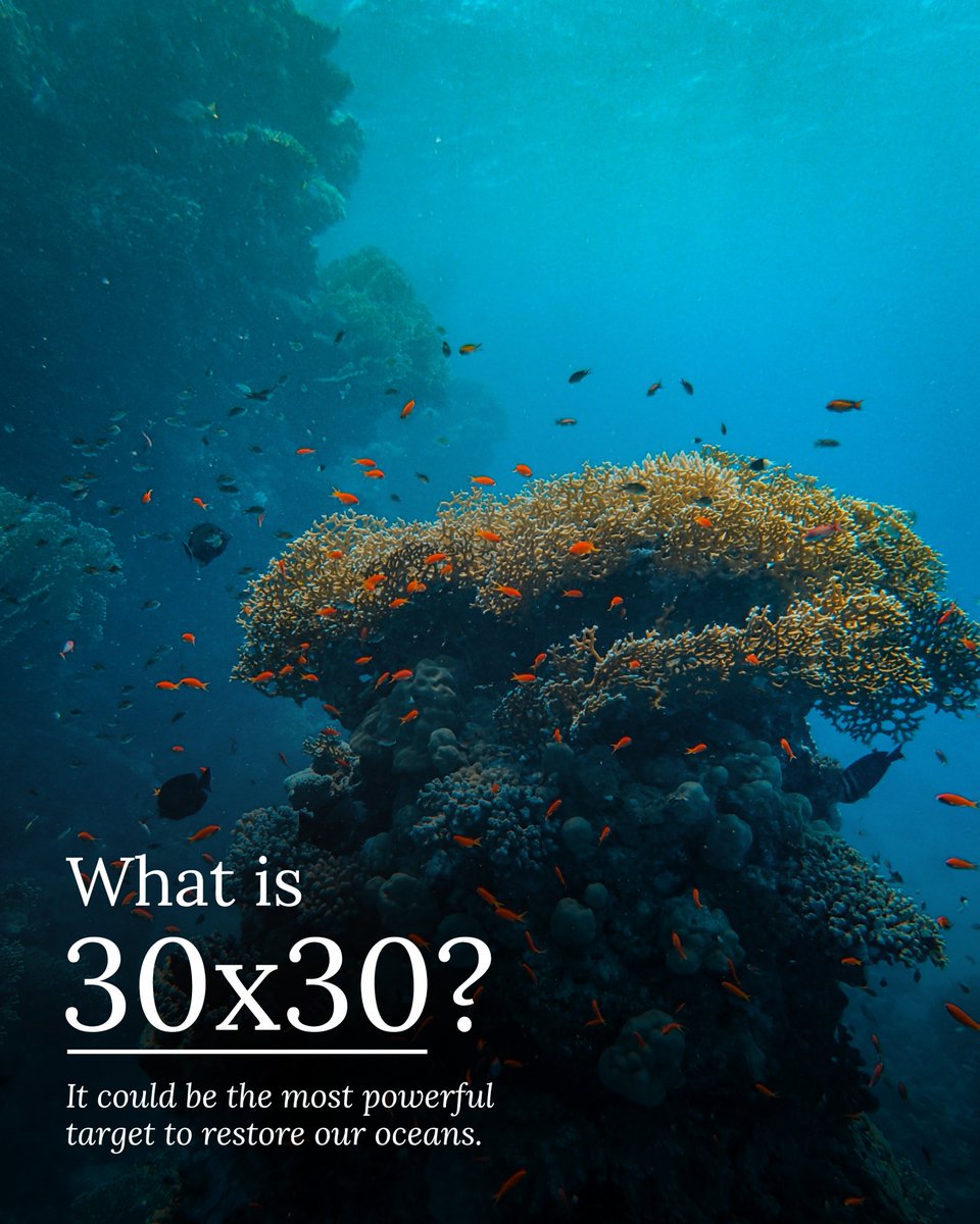 Minderoo Foundation (@minderoo) on Twitter photo Could 30x30 be the lifeline our oceans need? 🌊
When done right, this bold global target has the power to restore marine life and sustain the industries that depend on it.
Dive into the full story: minderoo.org/stories/30x30-… Could 30x30 be the lifeline our oceans need? 🌊
When done right, this bold global target has the power to restore marine life and sustain the industries that depend on it.
Dive into the full story: minderoo.org/stories/30x30-…