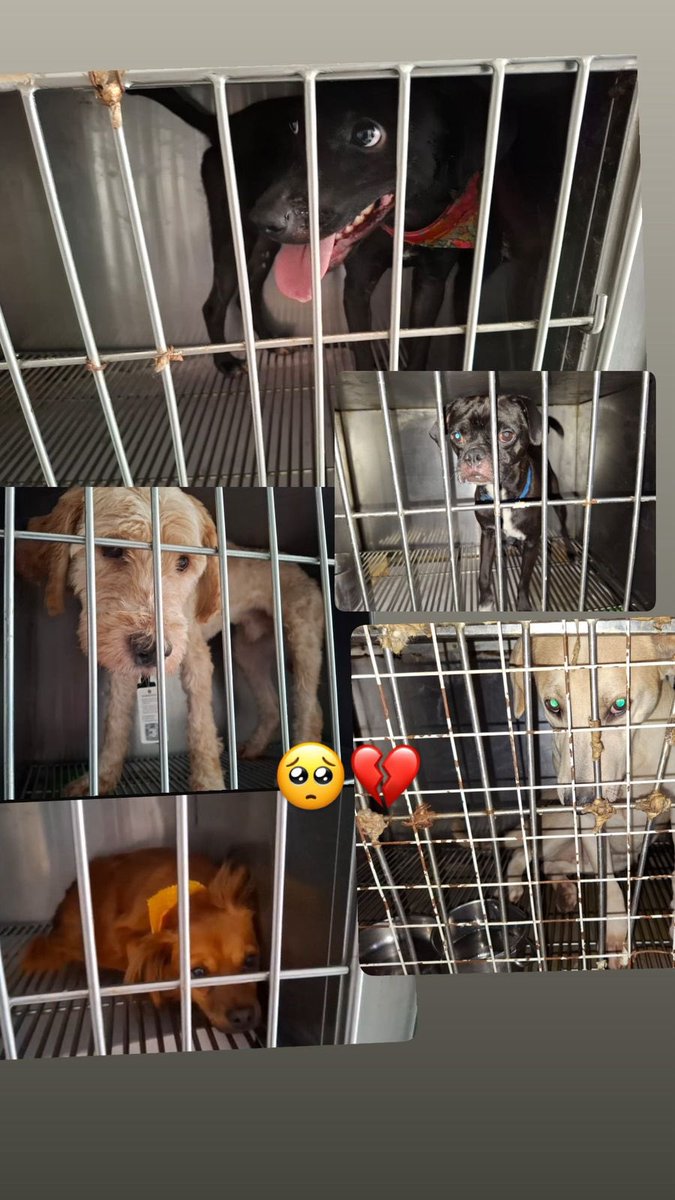 Alina_Gag's tweet photo. Comparto texto de Lau:

🐾 Hola, soy Rizo. Y sigo aquí. 💚

Llevo meses encerrado en una jaula diminuta dentro de una veterinaria.
Es fría. Apenas cabemos yo y mis ganas de salir.
Ahí como, ahí duermo, ahí espero. Día y noche. Solo.

No salgo a caminar. No me acarician. No tengo https://t.co/hhpJI1nXev