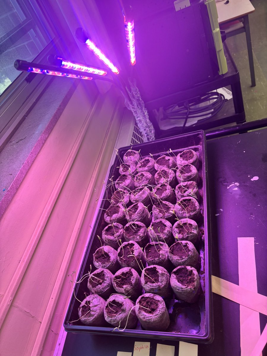 Blessed Trinity Catholic School TCDSB (@btcs_tcdsb) on Twitter photo 🚀 As part of the #Tomatosphere project, our Grade 5/6 class is testing whether tomato seeds that went to space germinate differently than Earth-bound seeds! It’s a blind study—students won’t know which is which until the end. 🌱🔬<a href="/NancyBarillaro/">Nancy Barillaro</a> <a href="/TCDSB/">Toronto Catholic District School Board</a> <a href="/KennedyTCDSB/">Angela Kennedy</a> 🚀 As part of the #Tomatosphere project, our Grade 5/6 class is testing whether tomato seeds that went to space germinate differently than Earth-bound seeds! It’s a blind study—students won’t know which is which until the end. 🌱🔬<a href="/NancyBarillaro/">Nancy Barillaro</a> <a href="/TCDSB/">Toronto Catholic District School Board</a> <a href="/KennedyTCDSB/">Angela Kennedy</a>