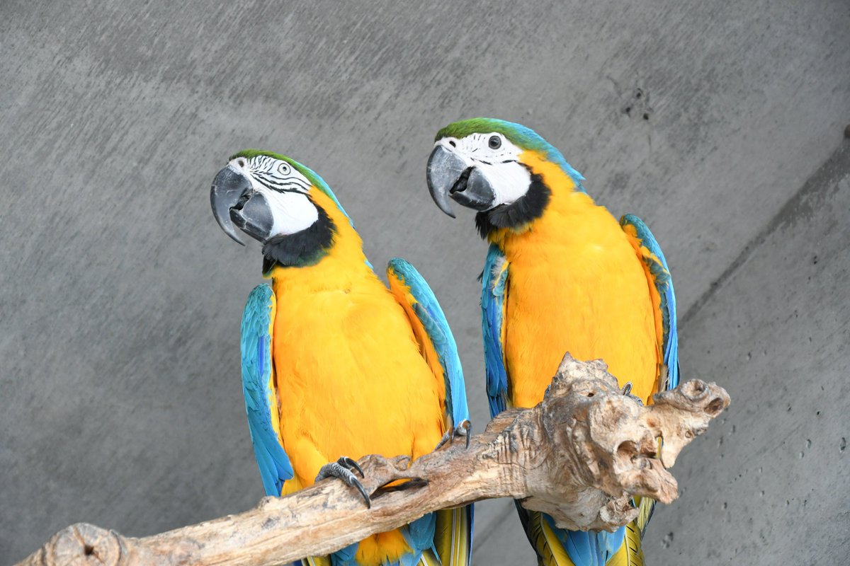 6月15日は「０６（オウム）１５（インコ）」の語呂合わせで、「オウム・インコの日」です。当日14時から、オウムやインコについて多くの方に知っていただくため、飼育員によるガイドイベントを行います。ぜひ、ご来園ください！
kobe-ojizoo.jp/event/detail/?…
＃王子動物園　＃神戸市