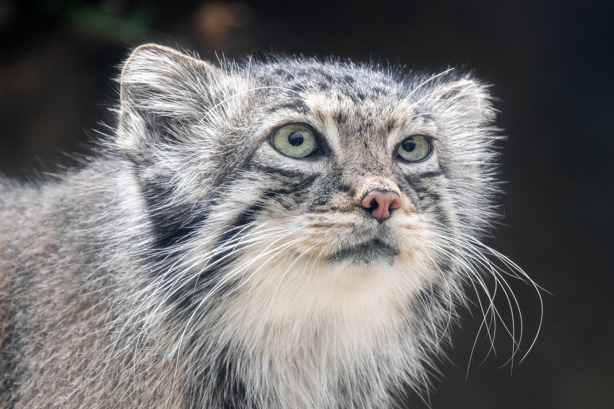 2025/05/07 13:00 アズ Az
タビーさんの面影
#マヌルネコ #アズ
#pallascat #Az
#神戸どうぶつ王国