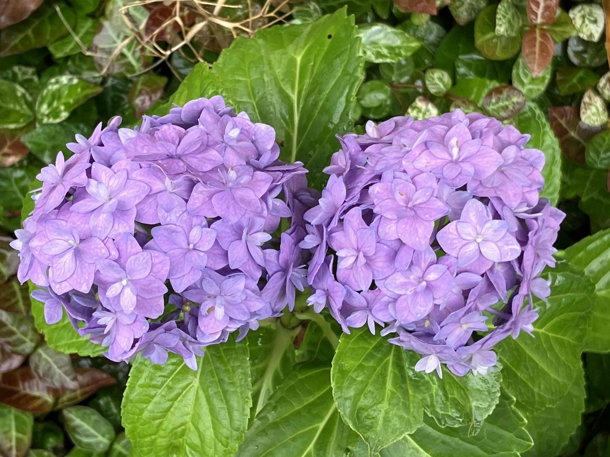 名古屋も #梅雨入り 
　事務所構内の #紫陽花 が鮮やかでした😀

　#国道153号 稲武（豊田市明川町亀平～同市小田木町ｲﾅﾊﾞ）では「事前通行規制区間」を設けています。

　連続雨量が150㎜に達した場合、通行止めになりますのでご注意ください。
　道路情報はコチラ→ road-info-prvs.mlit.go.jp/roadinfo/