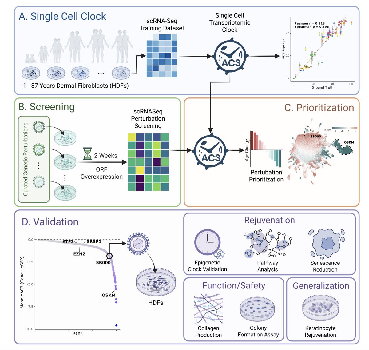 🔥 Super cool research in longevity by Shift Bioscience! 

A new preprint ("A single factor for safer cellular rejuvenation") from Shift Bioscience reports a striking finding: a single gene, SB000, achieves robust cellular rejuvenation across two germ layers—fibroblasts and