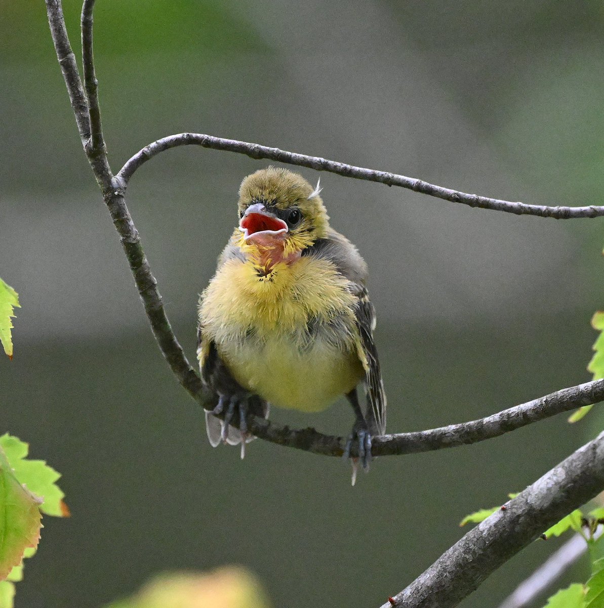 We have dozens of migrating bird species on our clinic property that spend the summers with us - here is a BALTIMORE ORIOLE mother working overtime to keep her growing youngsters well fed (and scolding them back into the nest!!)🪹