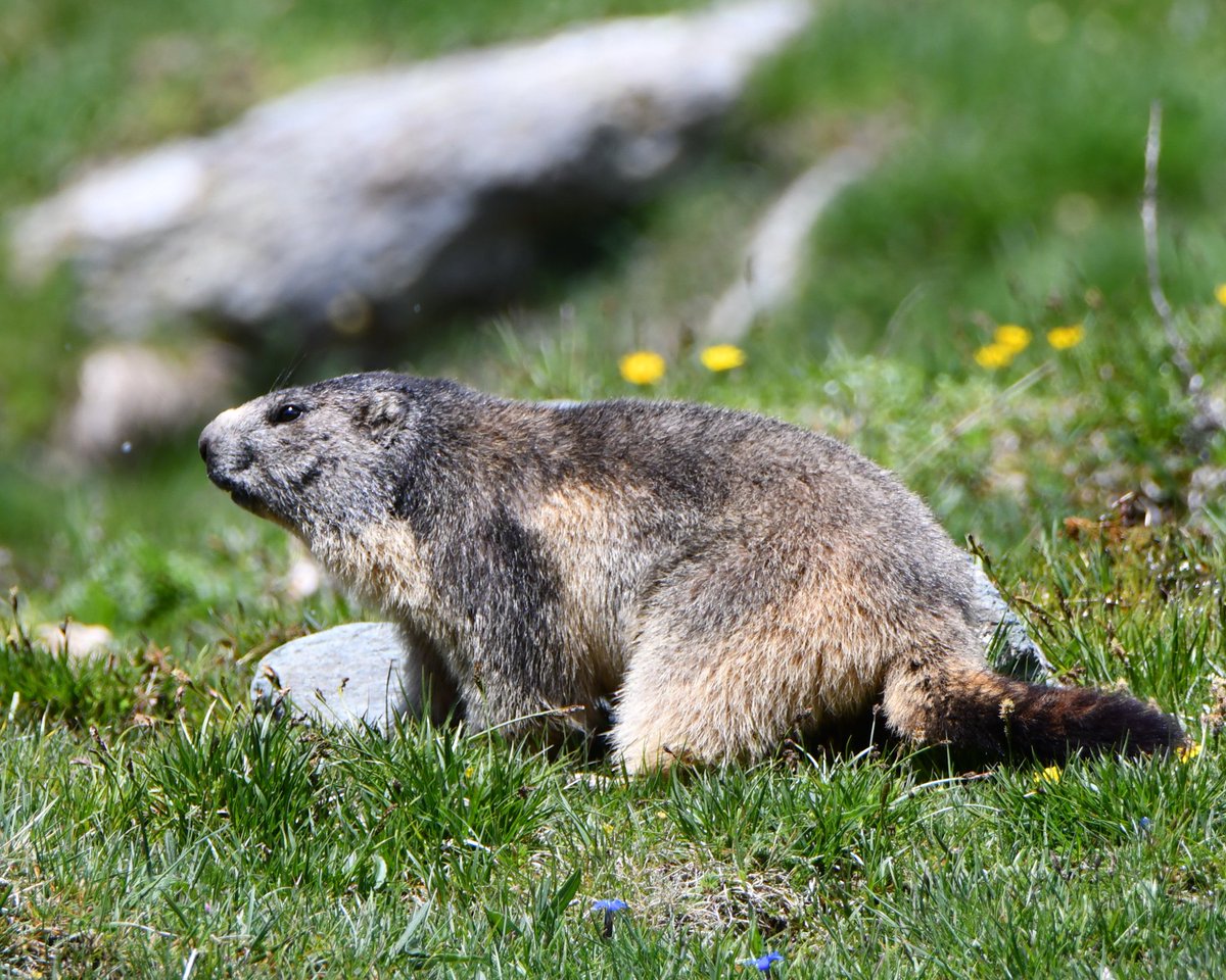 Les marmotes, amb els seus xiscles d'alerta, segurament son les més escandaloses del Pirineu, bé elles i les persones que no respecten la natura i es passegen per la muntanya fotent merder. Alguns no entenen que el silenci és part de l'ecosistema que consumeixen.

Bona nit.