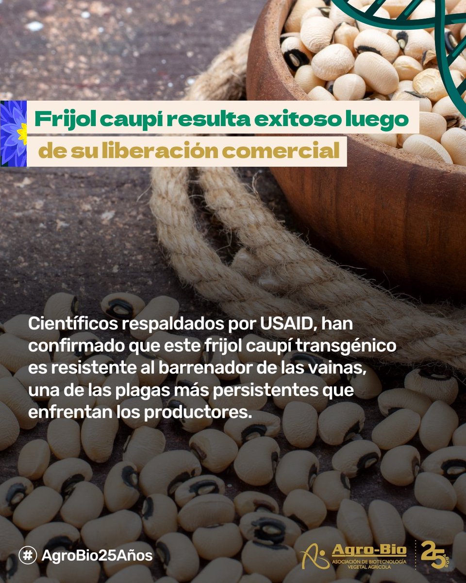 Agrobio_andina's tweet image. ✅ ¡Resultados de Ghana! El frijol transgénico Songotra-T, liberado en 2024, ya es un éxito probado en campo.
Un nuevo estudio confirma su alto rendimiento y resistencia a plagas. ¡Ciencia que da resultados rápidos y reales para la seguridad alimentaria! 🌿
Nota completa aquí:…