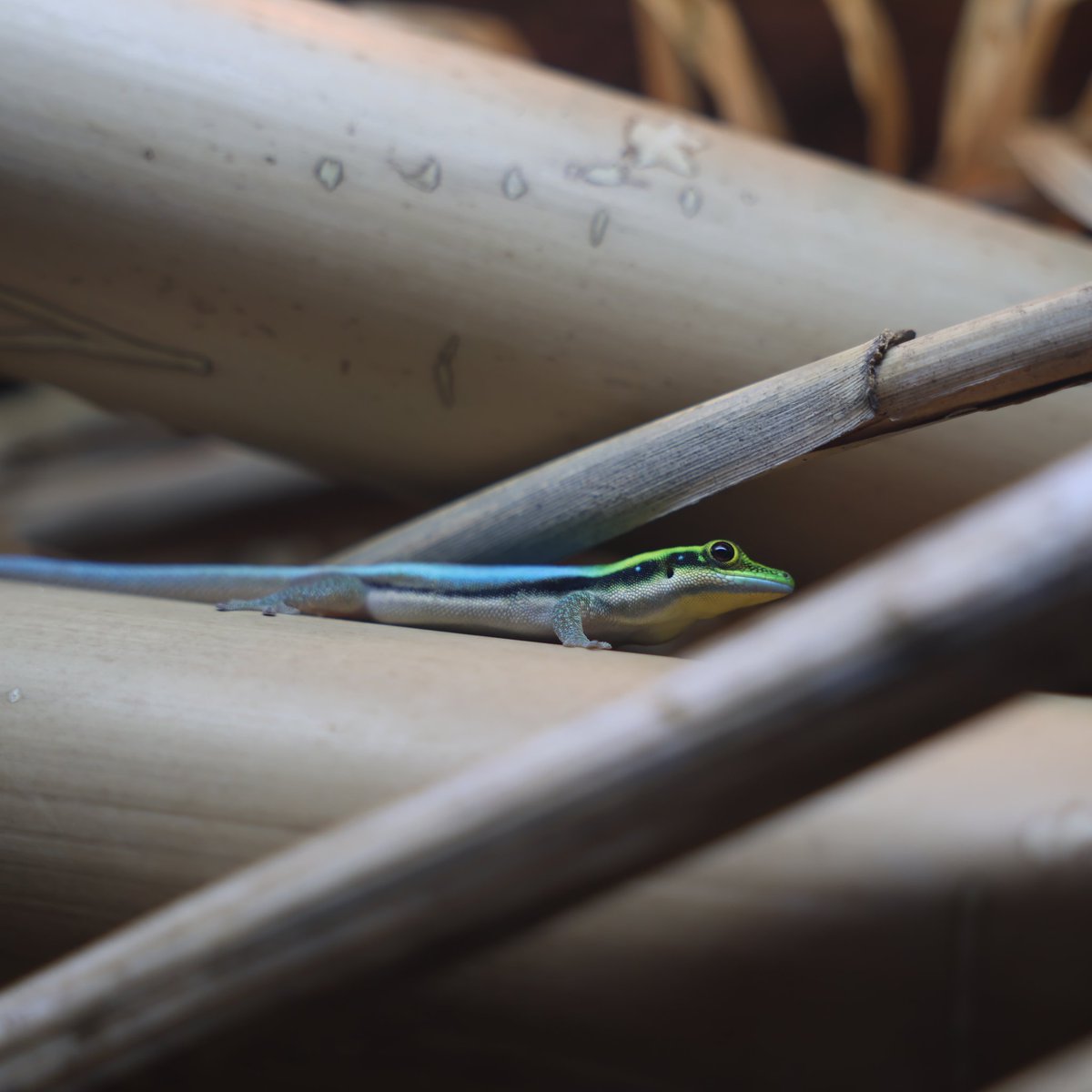 オスのヒルヤモリたち。