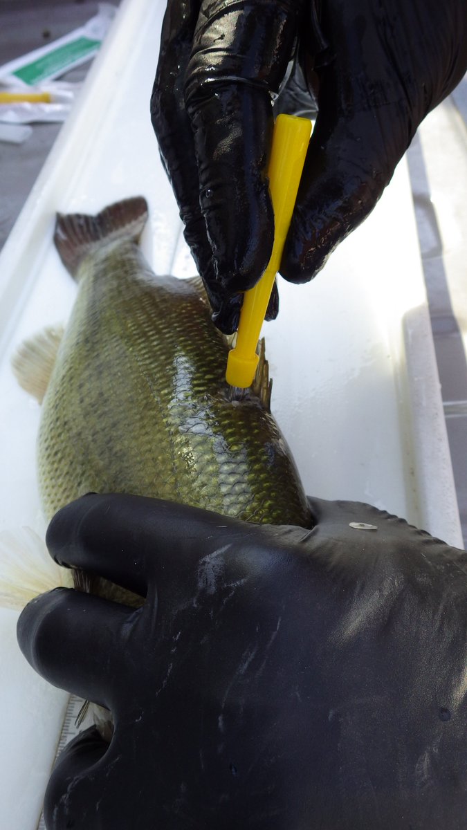 Our Fish Tissue Advisory webpage has been updated! Some contaminants bioaccumulate in fish, and these advisories provide awareness so anglers can make informed decisions about fish they eat. Check the website before heading to your favorite fishing spot! dee.nebraska.gov/water/surface-…