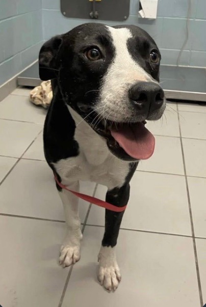 OlwynHope's tweet image. MARILU #A381283 2yo healthy dog is ‼️HIGH KILL‼️  at #CorpusChristi Tx  💉 the  shelter will now put her ON HOLD and will take her life for SPACE when requiring her kennel plz #PLEDGE4 #RESCUE or #ADOPT below are shelters details MARILU has a beautiful nature loving &amp;amp; kind 🙏🐕