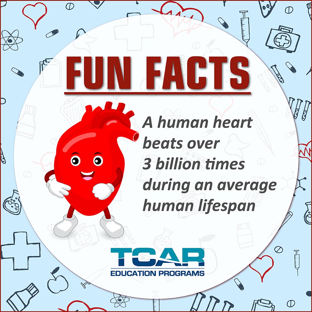 Fun Fact Time! The human heart beats over 3 billion times during an average human lifespan. That's a lot of beats.