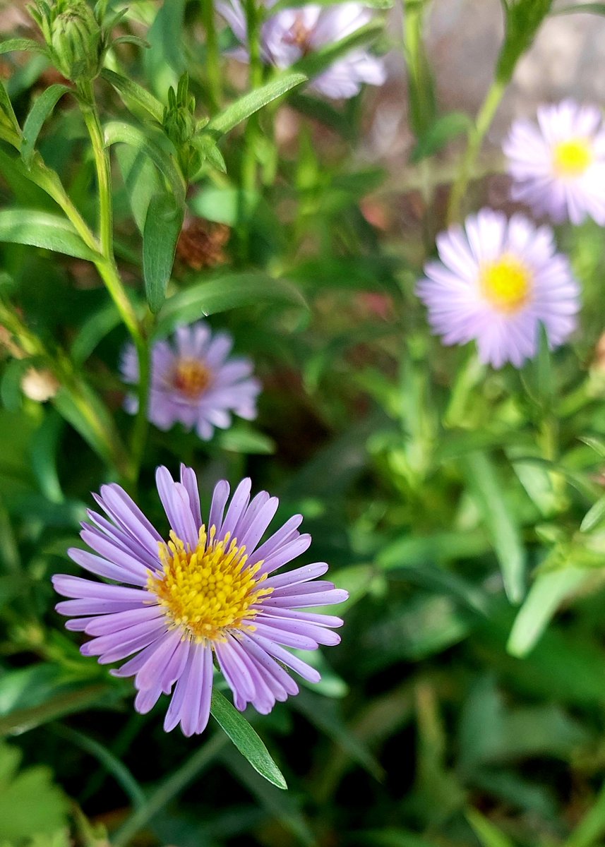 Haikubook tweet media