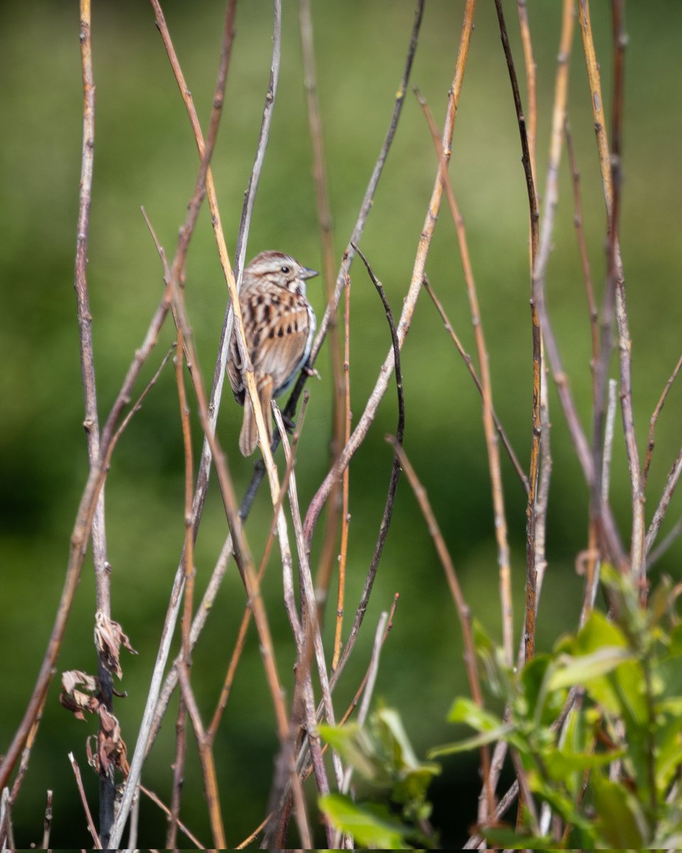 DaveRead18's tweet image. Not the best image you’ll see of this bird, although good scope views were enjoyed. Today's Song Sparrow at Thornwick Bay marked a significant milestone for me, being my 700th WP species!"