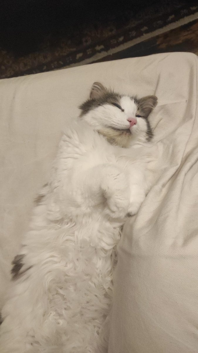 iyi gecener 😽 bem uyiom