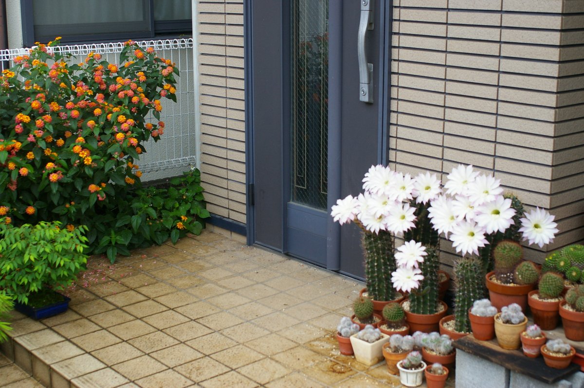 ６／１１　６：００撮。我が家の玄関でランタナとサボテンの位置がこうなっています。まだ６月半ばでこの気温でしたので昨日の１５花が夕方にしおれずにいてくれました。そこへ４つの蕾の開花ですので珍しく勢揃いしてくれました。マルティ以外は２階のベランダにいましたが今年から玄関に置いてます。