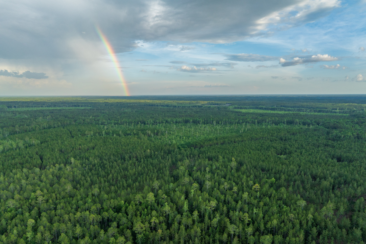 “Today marks a huge milestone in <a href="/GovRonDeSantis/">Ron DeSantis</a>' environmental legacy. These 78,000 acres are the lynchpin of the Ocala-to-Osceola Corridor preservation project,” said <a href="/Rob_Bradley/">Rob Bradley</a>. View full details at sjrwmd.com/newsroom.