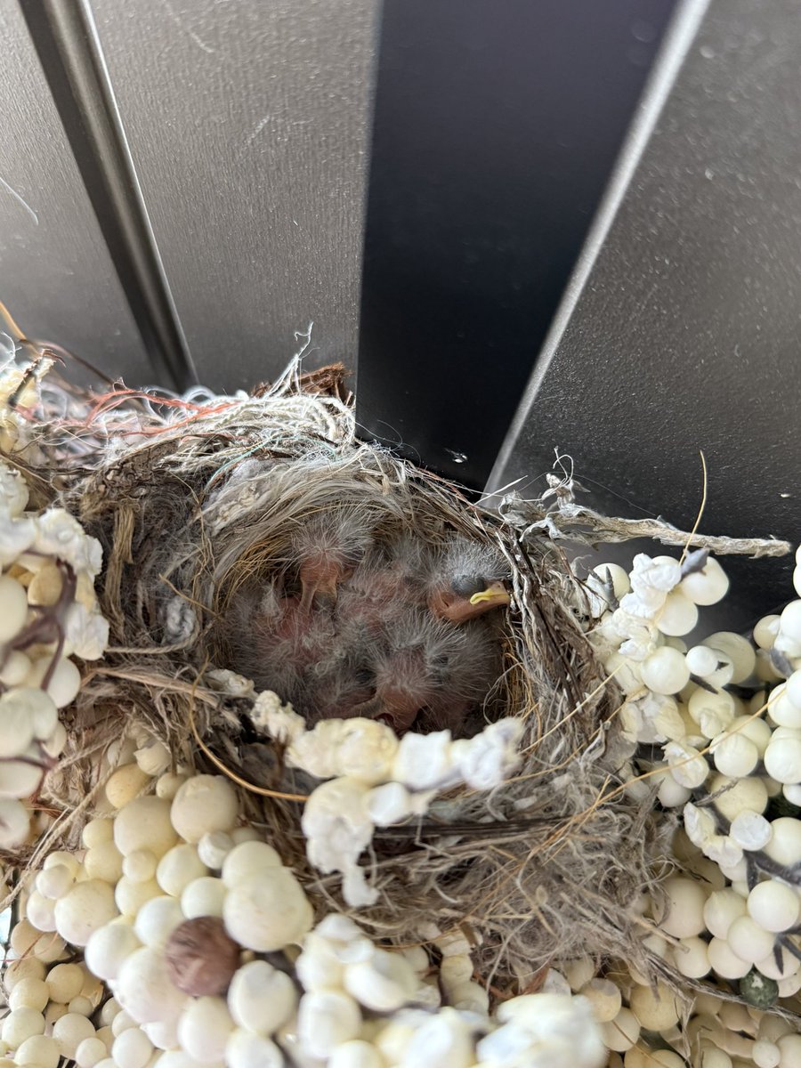 found a nest of baby birds in our wreath on our front door. 

should I tell them about liquid glass?