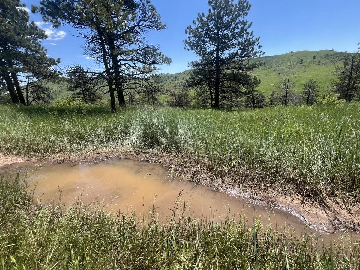 With the exception of the Picture Rock Trail, all trails at Heil Valley Ranch are now open. Picture Rock still needs some time. Please travel through, not around, any remaining mud/water. Enjoy! #boco_trails