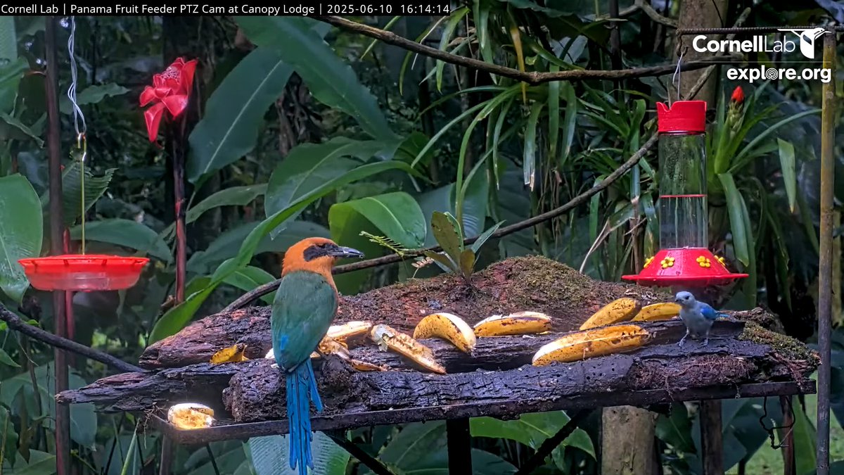 Rufous Motmot and Blue-gray Tanager share the fruit buffet       16:14, 6/10