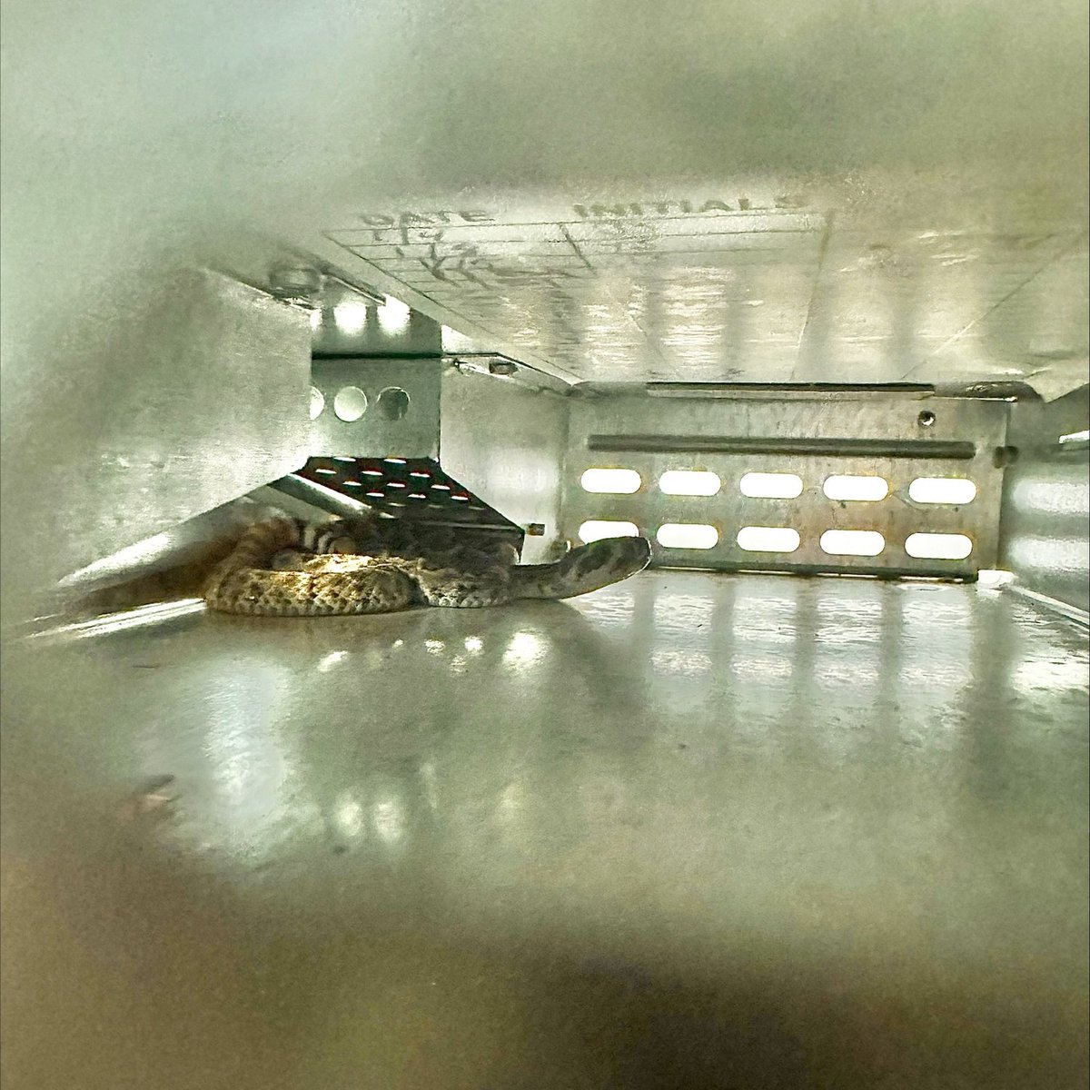 🐍✨ Check out what we snagged in one of our traps—a diamondback rattlesnake! 🔍 Our team’s always on their toes, ready for any slithery surprise. Just another thrilling day at Plunkett’s Pest Control, keeping your homes and businesses safe from the wild! 🌟🏡