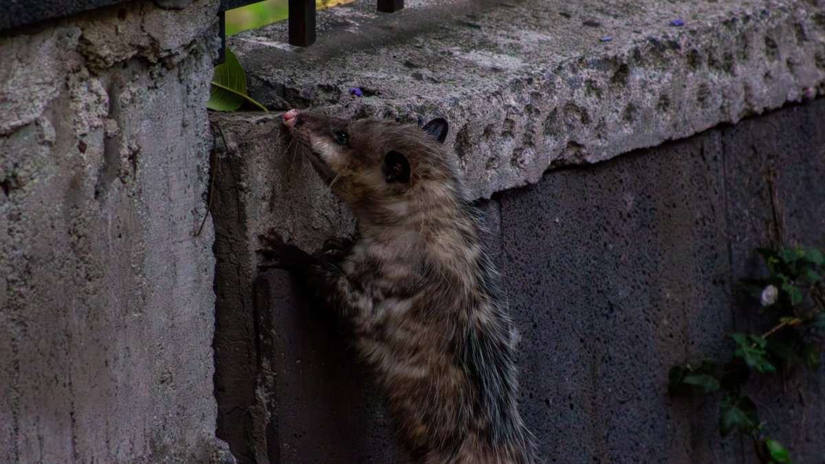 Los tlacuaches son animales omnívoros de hábitos nocturnos  y suelen establecer sus madrigueras entre rocas, troncos u otros espacios que les brinden refugio ante depredadores 😻

Son parte de la fauna de Chapultepec y suelen deambular libres en los rincones tranquilos del Bosque