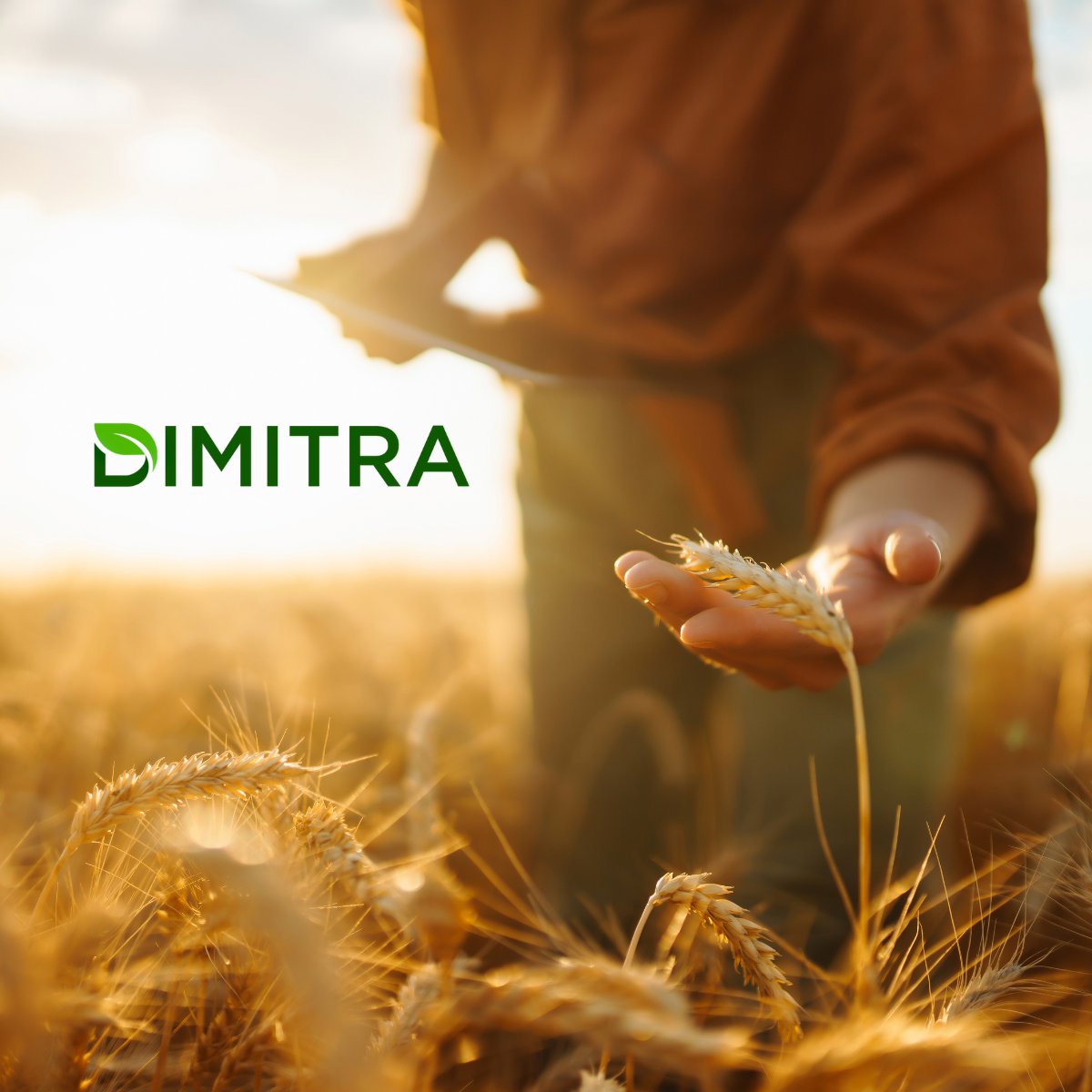 Krypto Insider 💫 (@kryptoinsider1) on Twitter photo 🚨 $DMTR is quietly transforming agriculture - one farm, one crop, one country at a time.
Powered by one of the world’s most advanced decentralized agri-tech platforms, <a href="/dimitratech/">Dimitra Technology</a> now supports over 65 crop types and continues to grow rapidly.
From satellites to soil sensors, 🚨 $DMTR is quietly transforming agriculture - one farm, one crop, one country at a time.
Powered by one of the world’s most advanced decentralized agri-tech platforms, <a href="/dimitratech/">Dimitra Technology</a> now supports over 65 crop types and continues to grow rapidly.
From satellites to soil sensors,