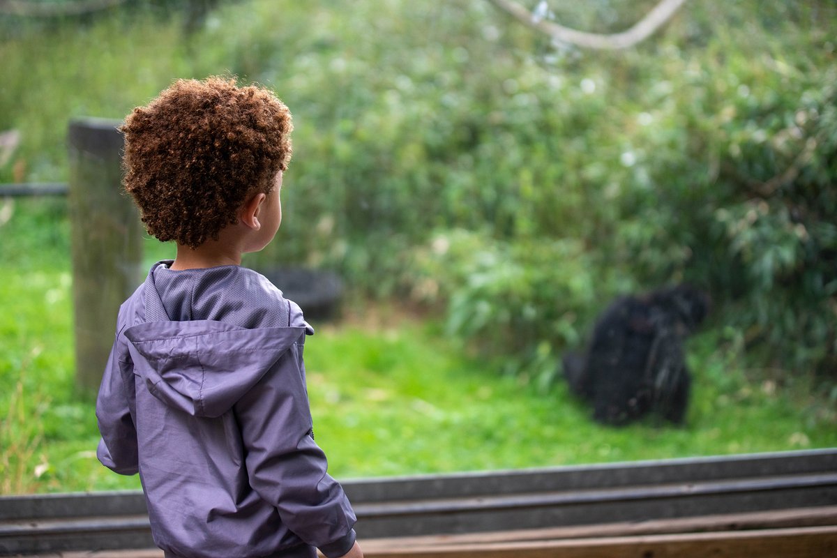 Don't let a rainy day dampen your fun. Finding wonder in our natural world can happen any day. ☔ 

Plan a zoo visit ➤ zoonewengland.org
 
[Photo: Volunteer Bob Pizzano]