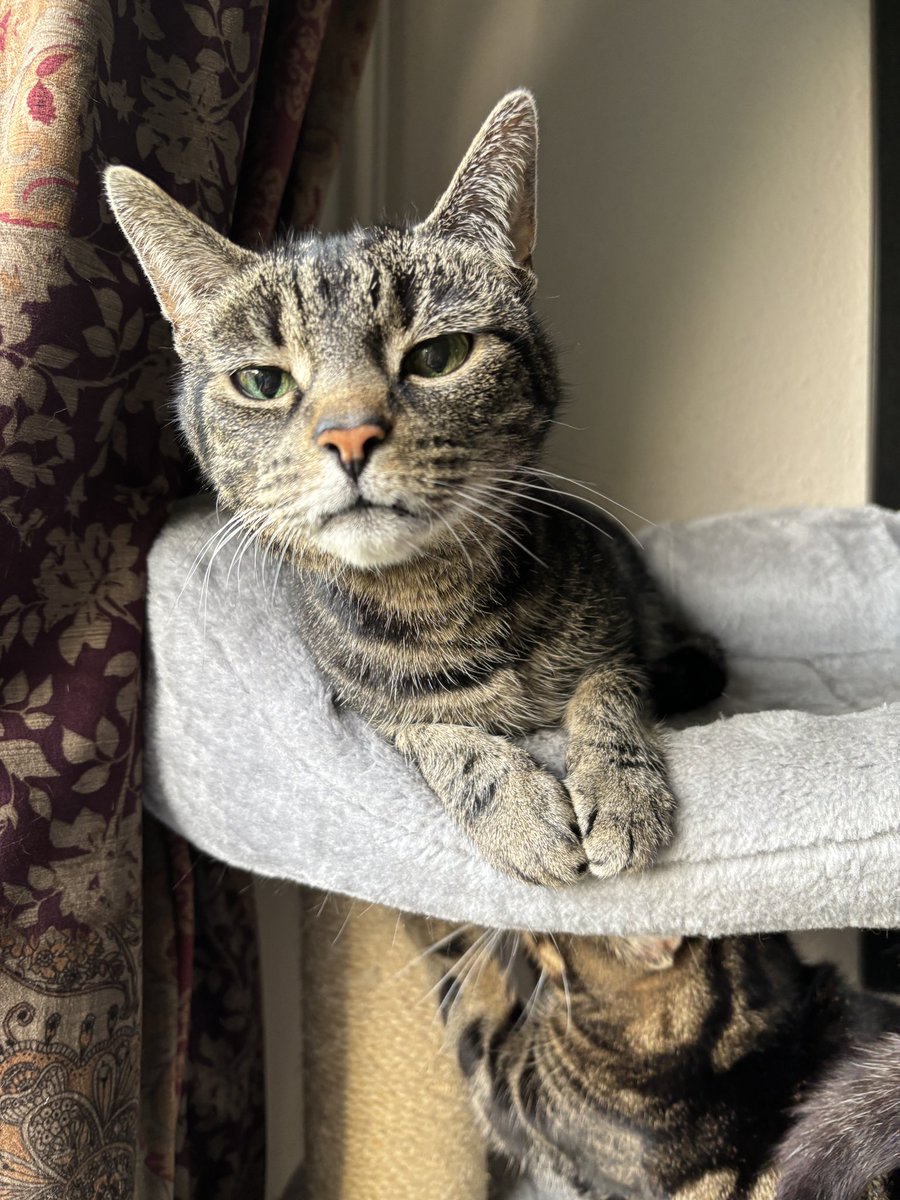 This is Mina. Full name Theramin, also Madam Min, Mina min, Theramina, Meeny. Mina is lady of 12 years and has had dental work.

Thankfully it should be on insurance🤞but now is excellent time to help a small business if you want your spend to benefit her, not shareholders 😽😬