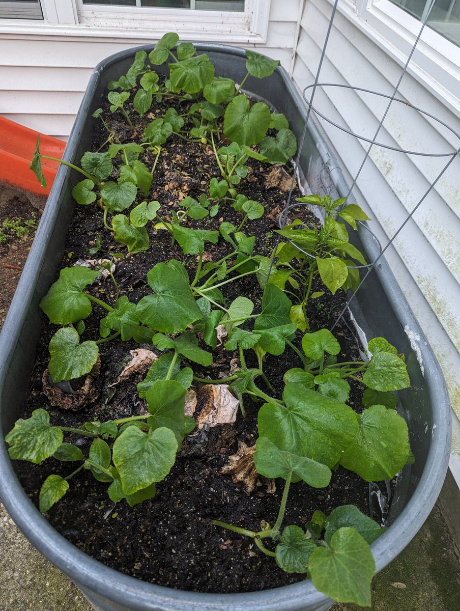 jayjr2's tweet photo. @Syndicate in honor of your pumpkin patch, I've got a little patch of my own here in Michigan! (and a few bell peppers) https://t.co/oFzgVAM3cG