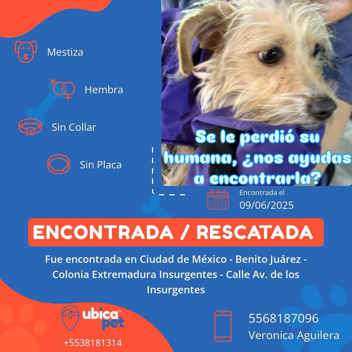 ¡Perrita perdida! La encontramos ayer 9 de Junio en la colonia Extremadura Insurgentes. 

#perroperdido #cdmx