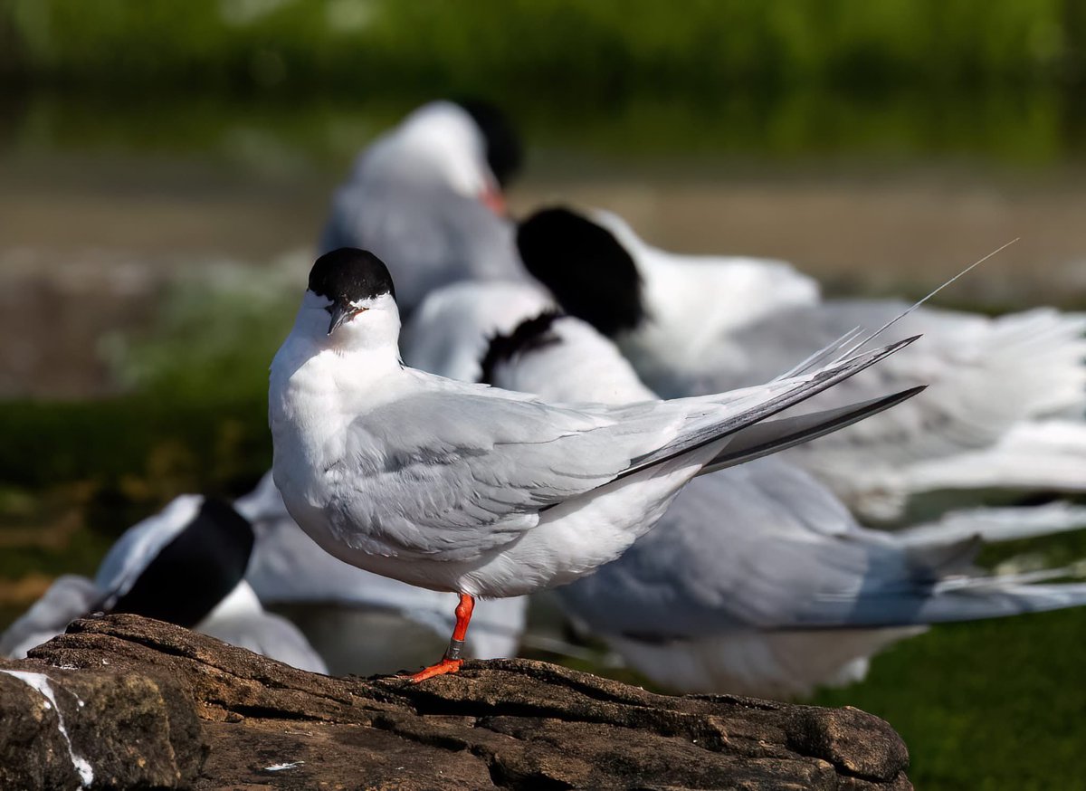 Benbbirder's tweet image. Roseate tern. Waited over 50 years to see them. @PuffinCruises @NlandLive