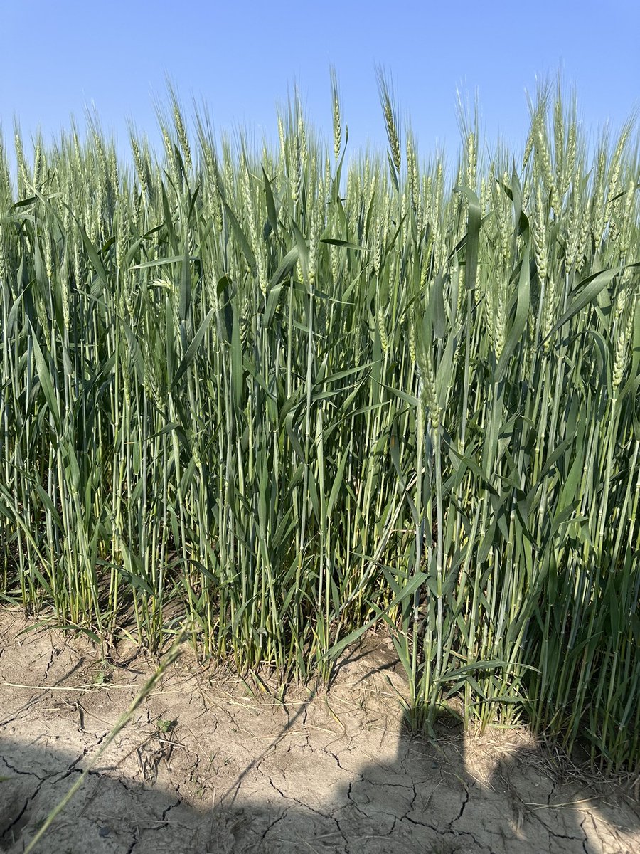 Who’s predicting big yields in wheat this summer?! #ontag <a href="/PioneerSeedsCA/">Pioneer Seeds Canada</a> we had some great weather for applying Fusarium fungicide!
