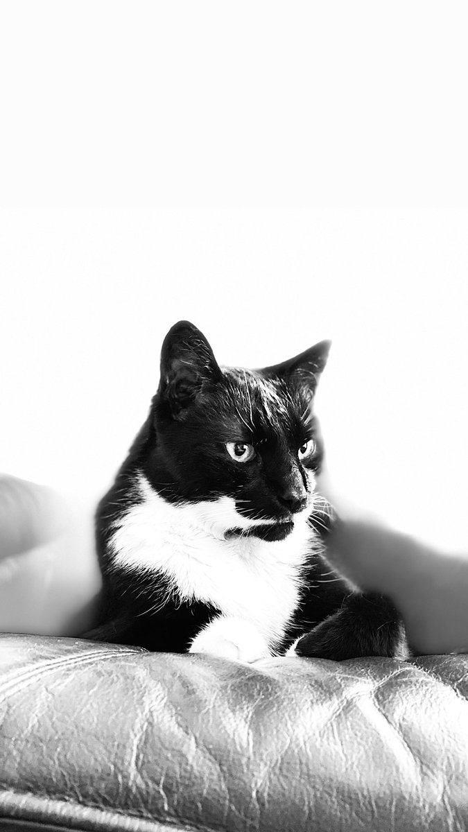 Today would have been Taffa’s 15th Birthday. 🎉 I so wish she would be here to celebrate. 😢 She’s in our thoughts every single day. ❤️ We love you so much! 😻 Happy Birthday Taffa! 🥳 #HappyBirthday #CatBirthday #Birthday #Födelsedag #KattFödelsedag #Grattis #TaffaTheCat #Taffa