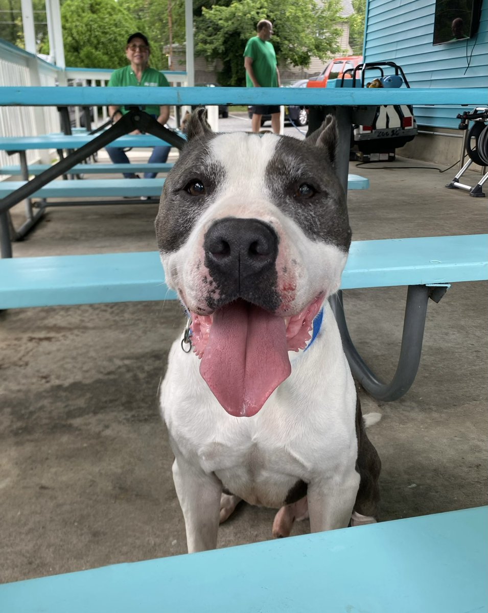 HomewardPetsNJ's tweet image. Highway LOVES outings and recently had a blast at an ice cream fundraiser!
He’s six years old, social, handsome, and would be a great companion. Highway is dog-selective so he would need a meet and greet with any resident dogs.
📍 Blackwood, NJ