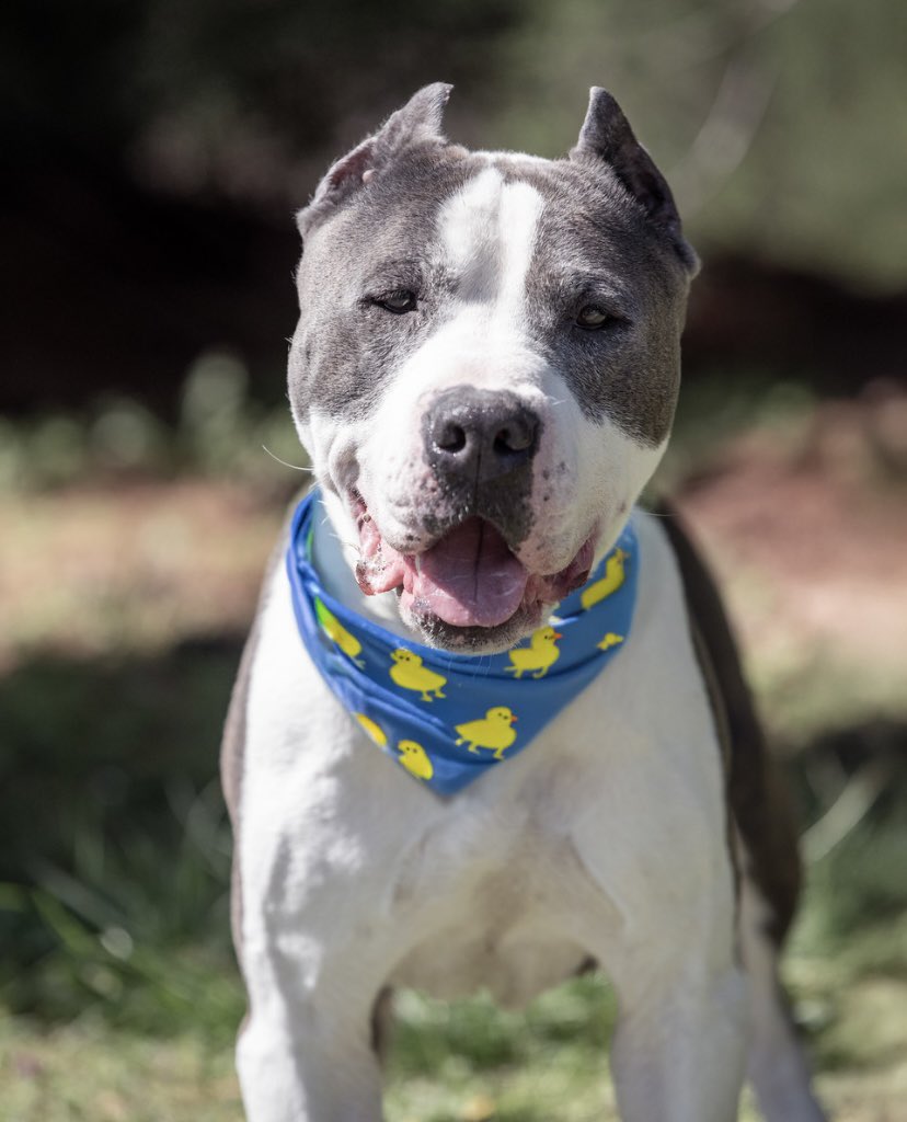 HomewardPetsNJ's tweet image. Highway LOVES outings and recently had a blast at an ice cream fundraiser!
He’s six years old, social, handsome, and would be a great companion. Highway is dog-selective so he would need a meet and greet with any resident dogs.
📍 Blackwood, NJ