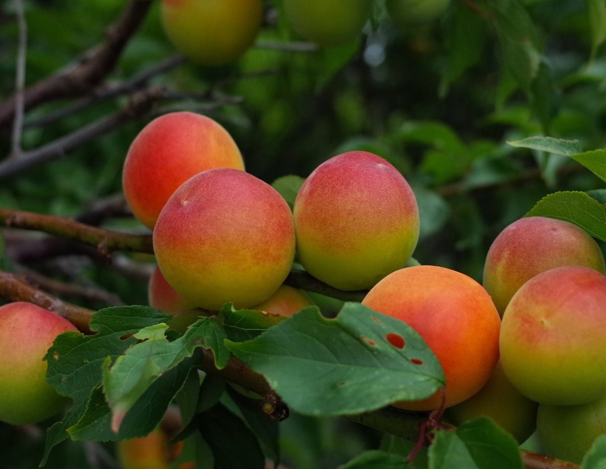 しっかり陽焼け
古木の実
ウメ