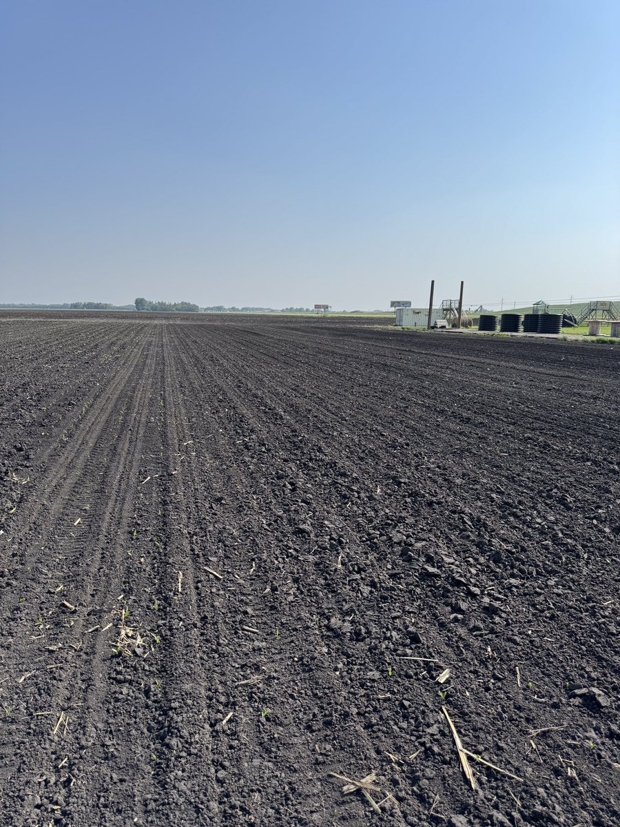 MatthewCKrueger's tweet image. Finally able to put the U-Pick sunflowers in for @valleycornmaize. Now we can wash it and put it away until #plant26. #cornmaze #valleycornmaize