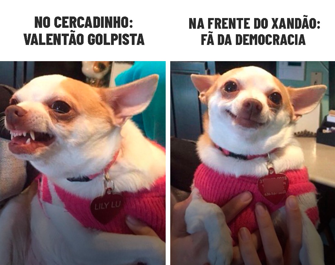 Resumo para quem não viu: a cada resposta de Bolsonaro no julgamento, uma nova homenagem à democracia. Faltou pouco para chamar Lula de companheiro.