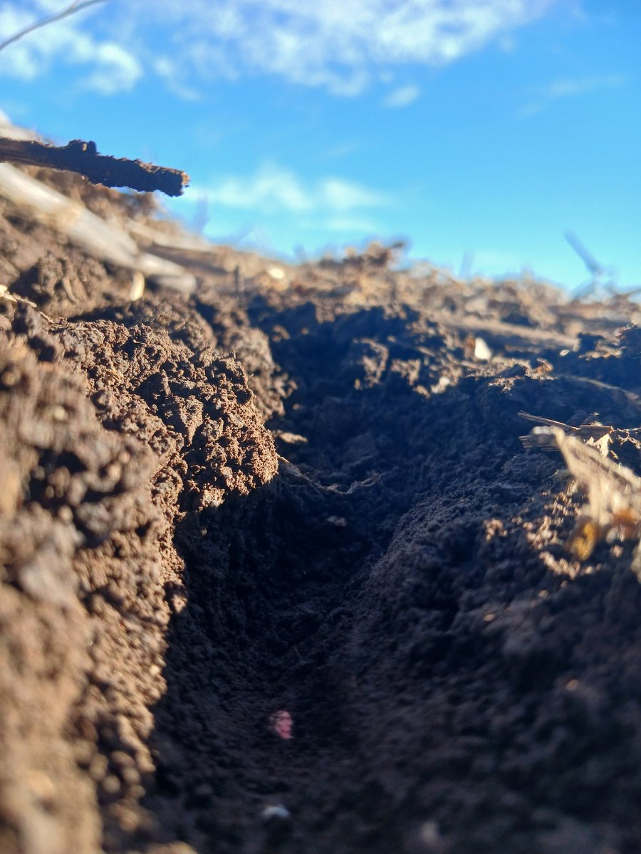 Avanzamos en la siembra de ensayos de fina (trigo y cebada) en secano y riego en la región Sudoeste de la provincia de Bs As. 
#CREA #GEASO #GrupoRiego
