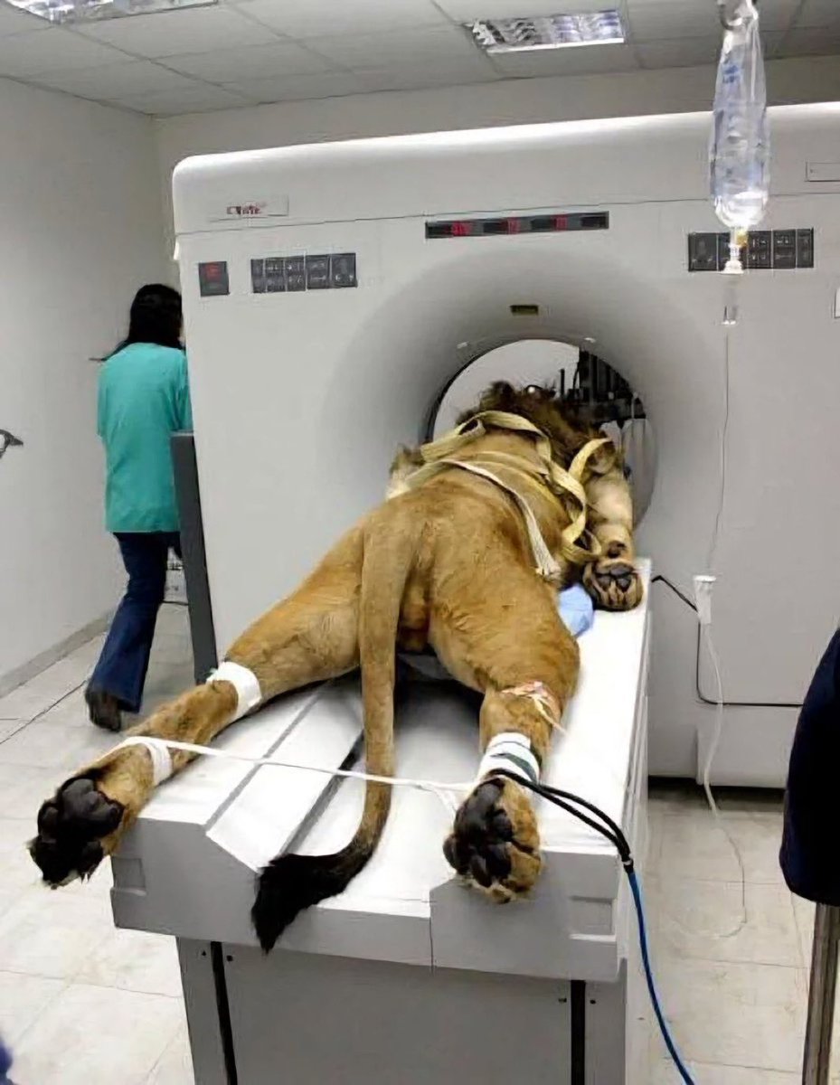 drkeithsiau's tweet photo. In other news, here’s a lion undergoing a CAT scan 🦁 https://t.co/HiQPKyzOzV