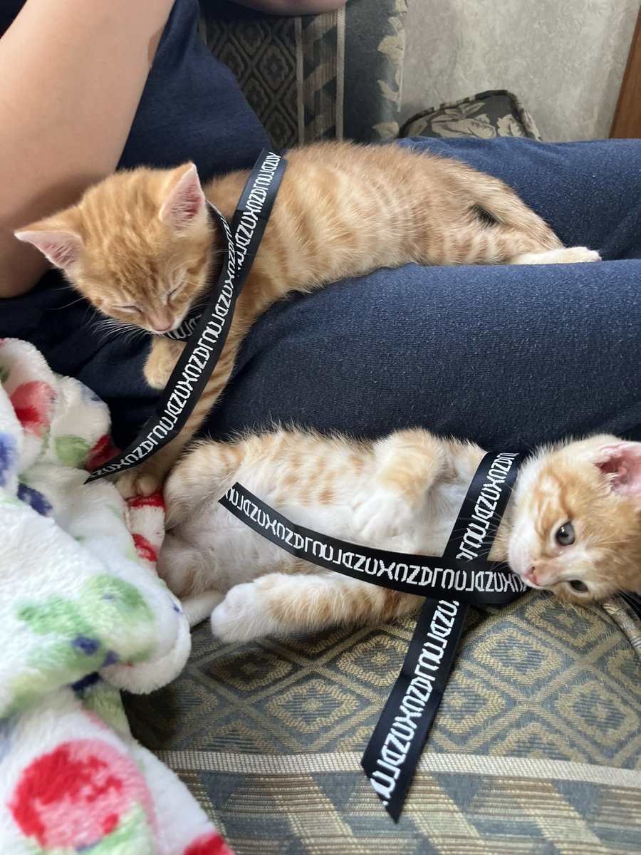 downntheforest's tweet photo. clancy kitties with big soup bellies https://t.co/jTM66ok957