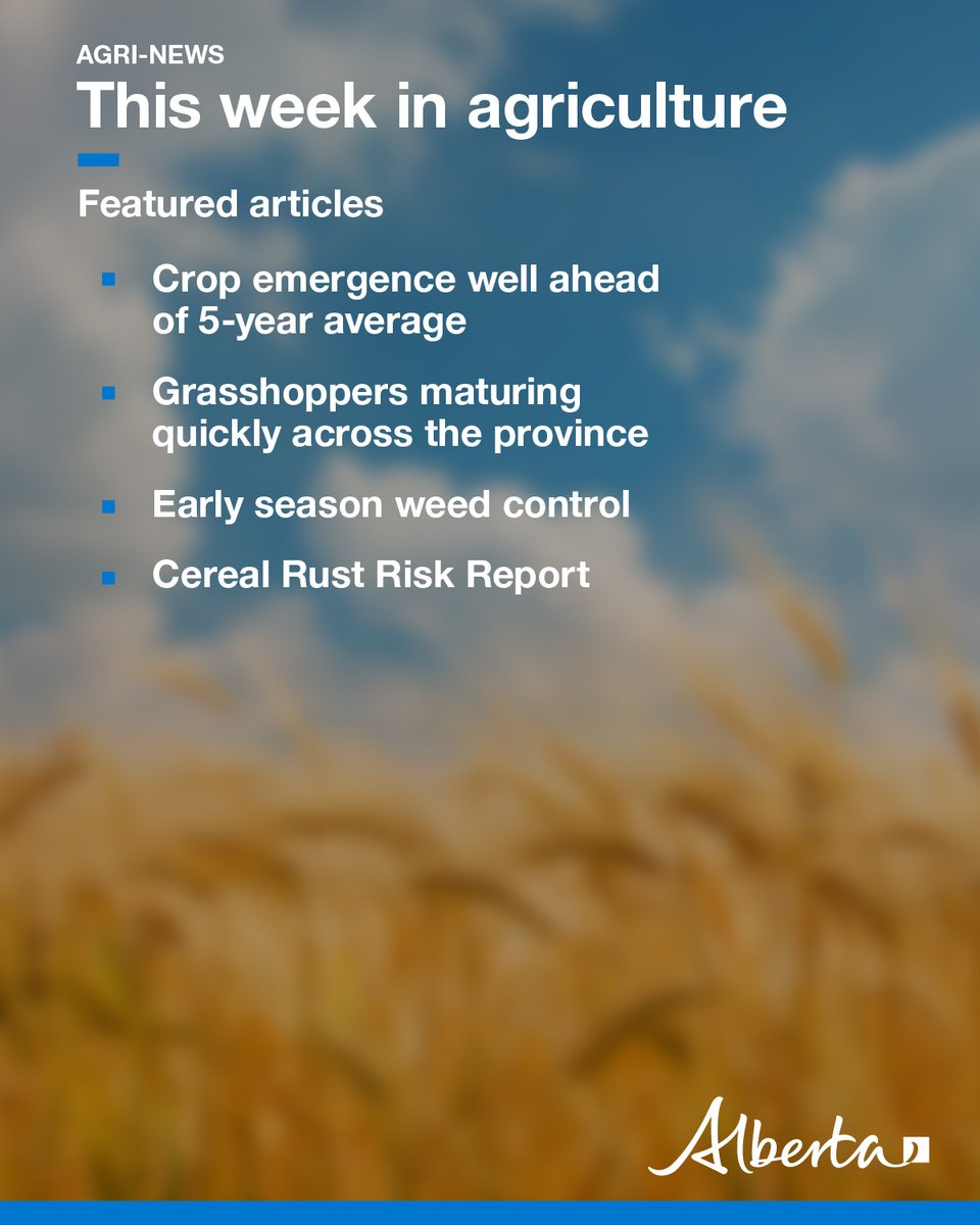 Alberta Agriculture and Irrigation (@albertaag) on Twitter photo This week in Agri-News: 
🌱 Crop emergence ahead of 5-year avg
🔎 Grasshoppers maturing quickly across AB
✔️ Early season weed control
📖 Cereal Rust Risk Report
🐄 Developing a grazing plan
🚜 Farm Tour and Regenerative Ag 101
🗓️ Markets, events and more
secure.campaigner.com/CSB/Public/arc… This week in Agri-News: 
🌱 Crop emergence ahead of 5-year avg
🔎 Grasshoppers maturing quickly across AB
✔️ Early season weed control
📖 Cereal Rust Risk Report
🐄 Developing a grazing plan
🚜 Farm Tour and Regenerative Ag 101
🗓️ Markets, events and more
secure.campaigner.com/CSB/Public/arc…