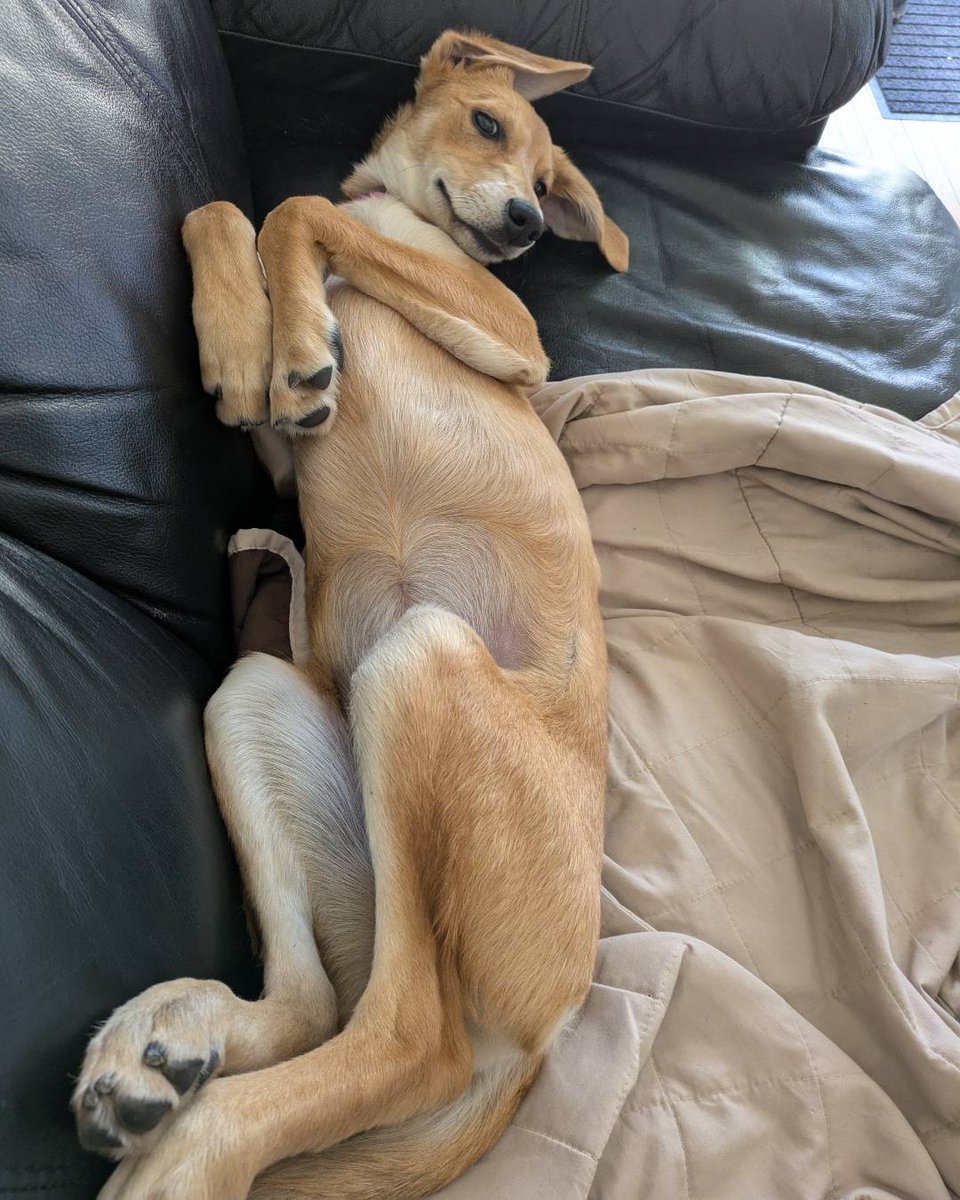 Happy tails from the Ontario SPCA Orangeville &amp; District Animal Centre! 💗 Willow is thriving in her new home and bonding with her tiny human bestie 🐾 Meet animals still waiting for homes at ontariospca.ca/adopt 🏡

#happytails