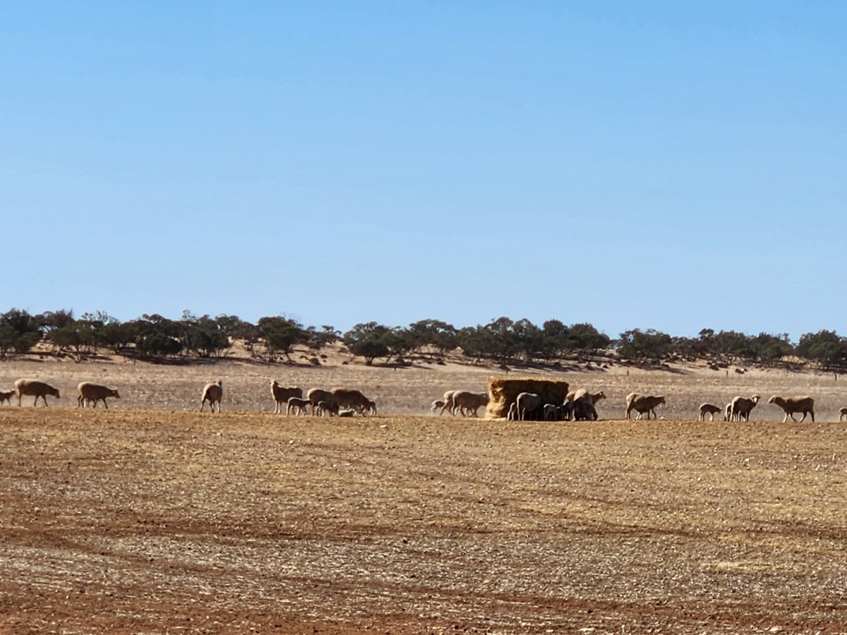 Join our webinar on Weaning: Planning for 2025 with Deb Scammell! Learn about feed management, tracking growth, &amp; prepping for your next joining.
📅 25 June | 7:30-8:30 PM 
Register: bit.ly/3ZNTKAn
#Livestock #Webinar #FarmingTips
<a href="/woolinnovation/">Australian Wool Innovation</a>