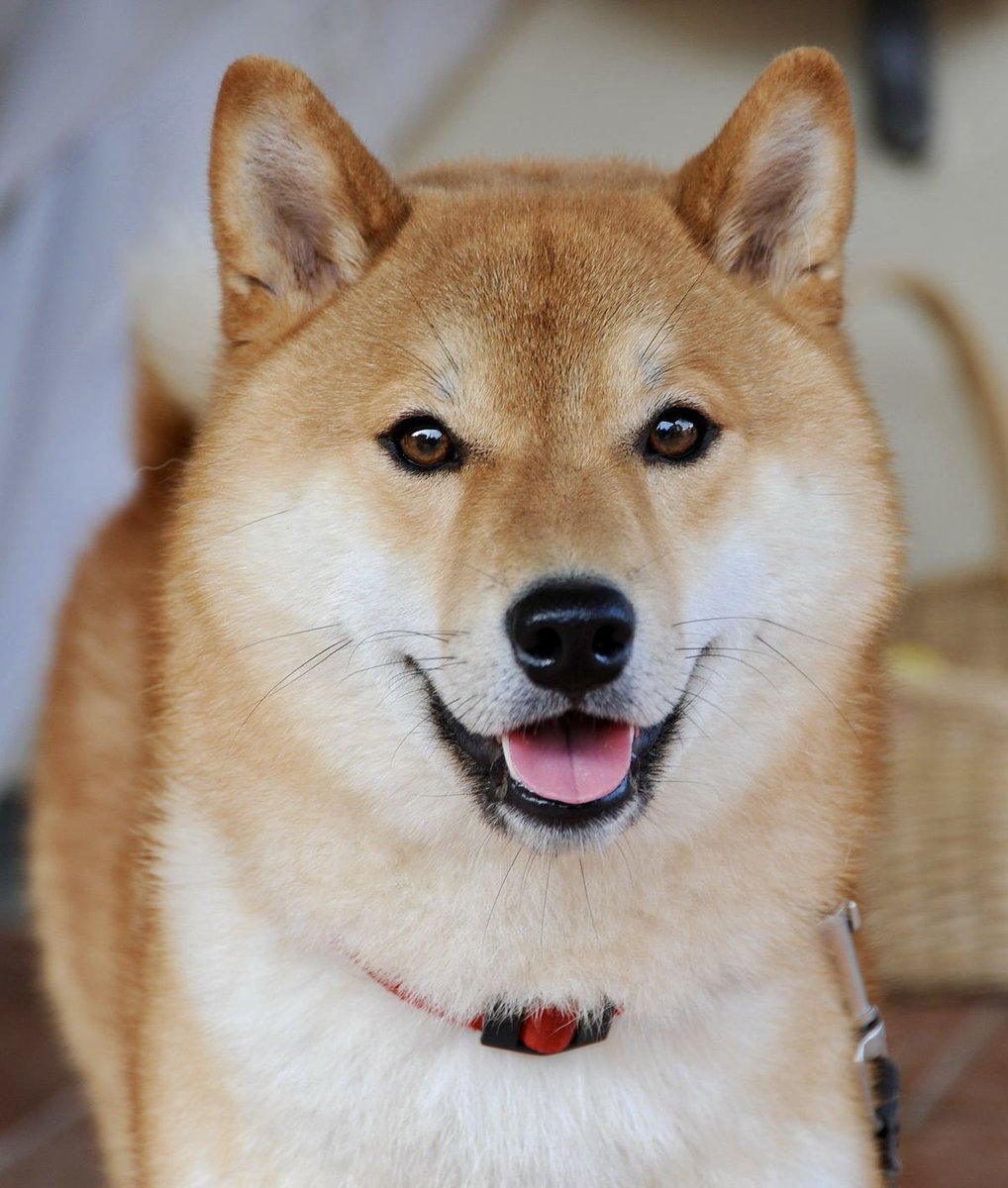 <a href="/Bitcoin/">Bitcoin</a> Yo bruh, check out $TAIKI, this is the fatter of all shibas and doge 

<a href="/TaikiInu/">Taiki Inu - The Face Of Shib</a>