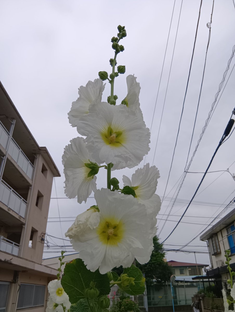 今日の手洗いも、百人一首から、源重之さんとともに。

風をいたみ
岩打つ波の
おのれのみ
くだけてものを
思ふ頃かな

おはようございます
今日を佳い日に出来ますように🤗

立葵
てっぺんまで咲いたら梅雨明け