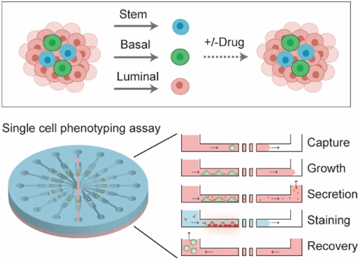 Article✍️#Phenotypic #plasticity and secretory #heterogeneity in subpopulations derived from #single #cancer #cell. From Dr. Wu <a href="/SunYat/">Sun Yat Sen</a>-senUniversity; Dr. HU <a href="/Tulane/">Tulane University</a>; <a href="/TulaneMedicine/">Tulane Medicine</a>; <a href="/ELSpharma/">Elsevier Pharma</a>. 
sciencedirect.com/science/articl….