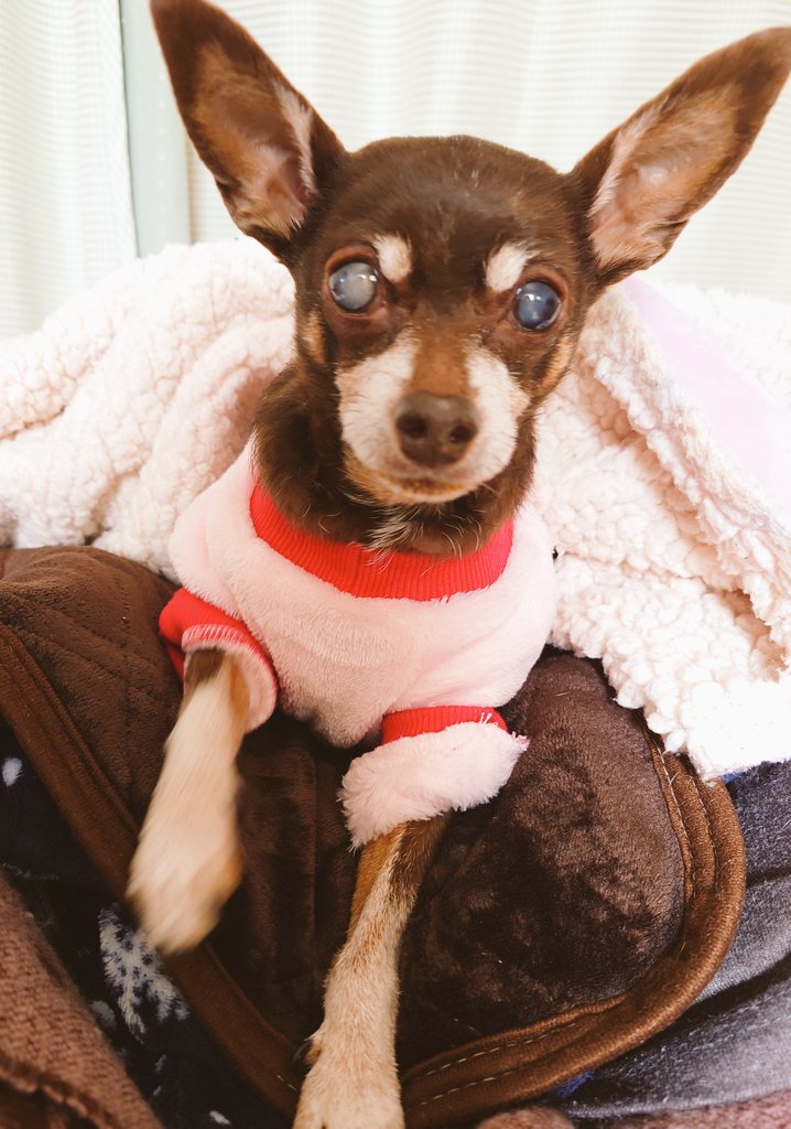 ココを擬人化してみました🤭

🍀🐕💕🎸💕

ポイントは

身体はちっこいけど大人？

足は細くて…耳は…えっ、耳!?

ココバランスむずっ💦

似てるかな？😅