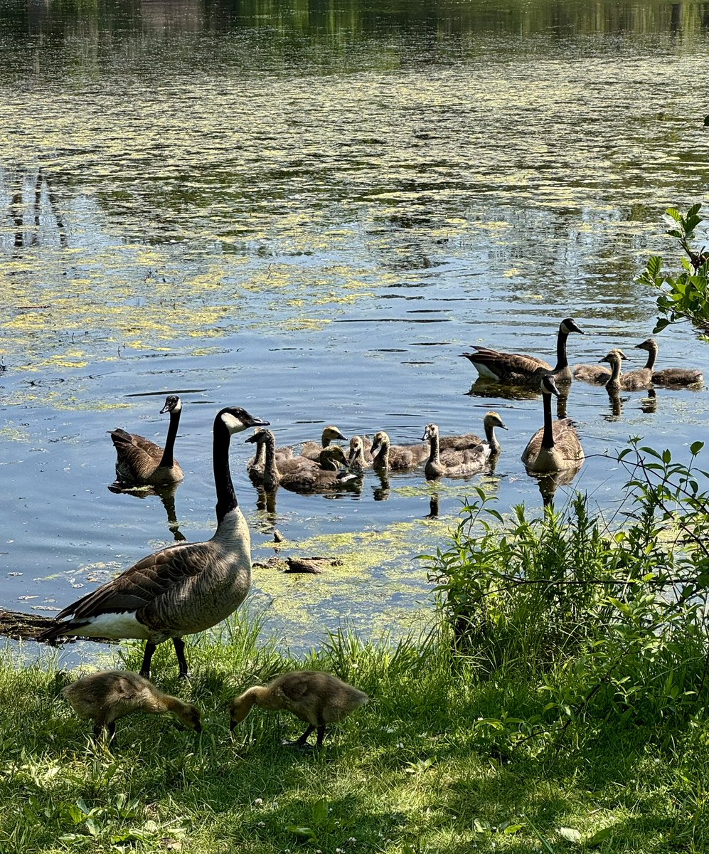 batmanforlife's tweet photo. Goose families getting together https://t.co/2SeZyM1MRl