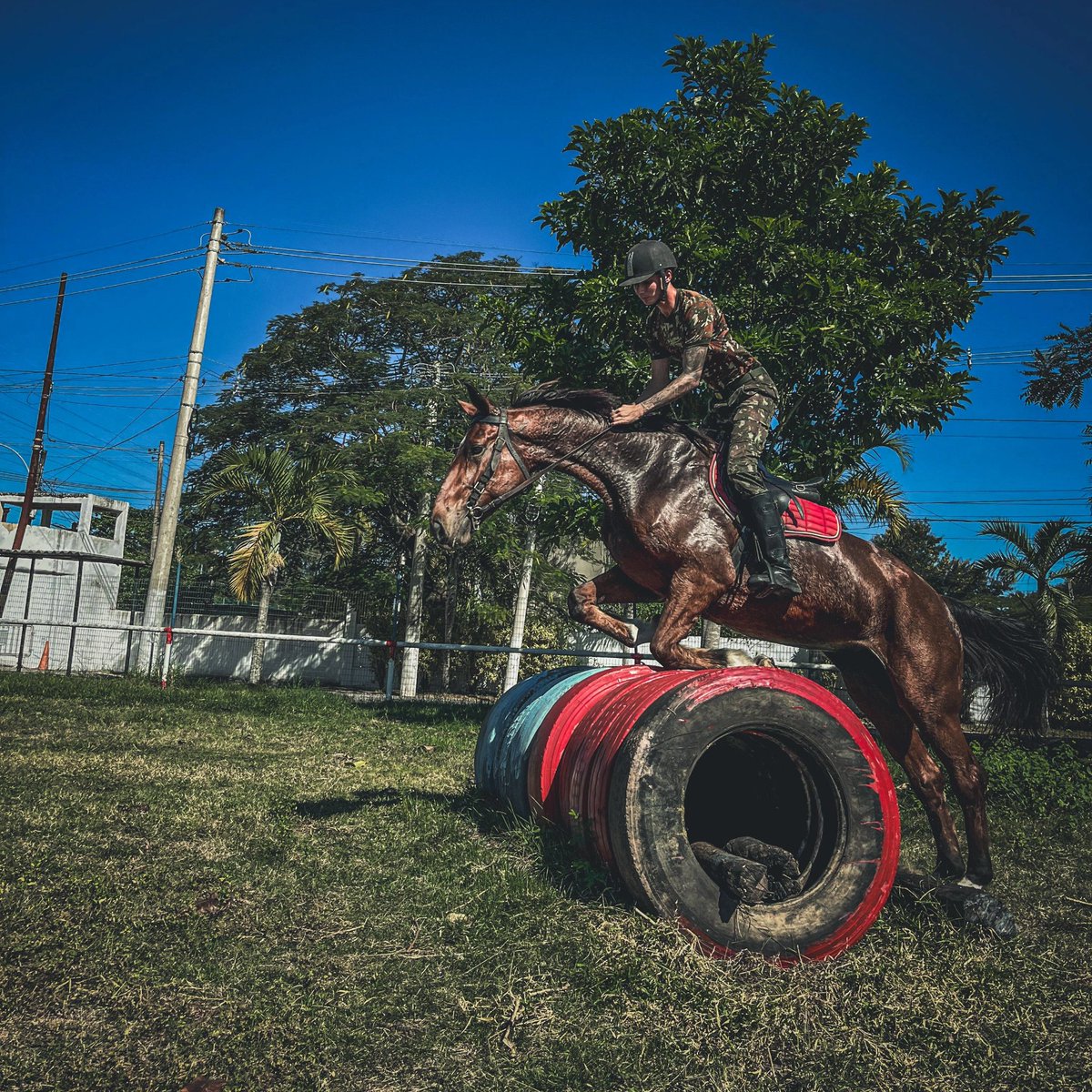Felpcastelani's tweet photo. 🐎❤️ https://t.co/iW64xoeBrY